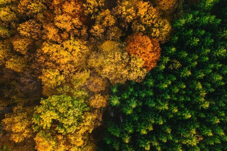 Colorful trees of autumn seen from a drone.の写真素材