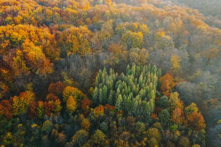 Colorful trees of autumn seen from a drone. Trees planted in the shape of a heart.の写真素材