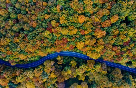Drone view of a forest and a serpentine road in autumn with colorful treesの写真素材