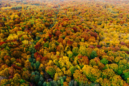 Colorful trees at the beginning of autumn seen from a drone.