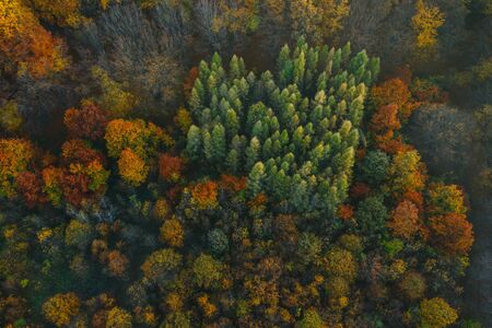Colorful trees of autumn seen from a drone. Trees planted in the shape of a heart.の写真素材