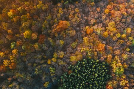 Colorful trees of autumn seen from a drone.の写真素材