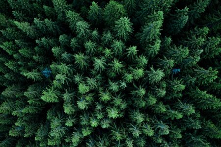 Pine tree tops seen from a droneの写真素材
