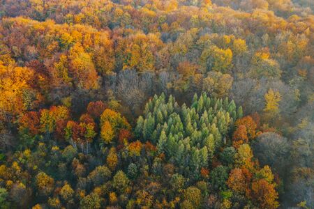 Colorful trees of autumn seen from a drone. Trees planted in the shape of a heart.の写真素材