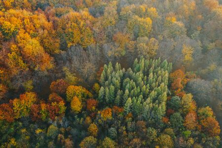 Colorful trees of autumn seen from a drone. Trees planted in the shape of a heart.の写真素材