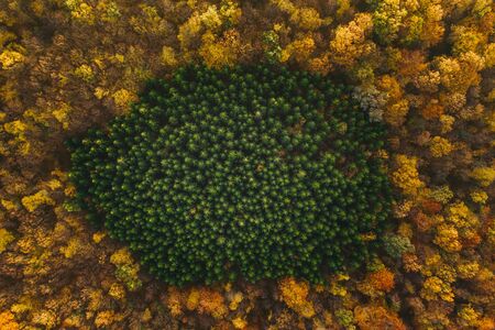 Colorful trees of autumn seen from a drone. Trees planted in the shape of a circle.の写真素材