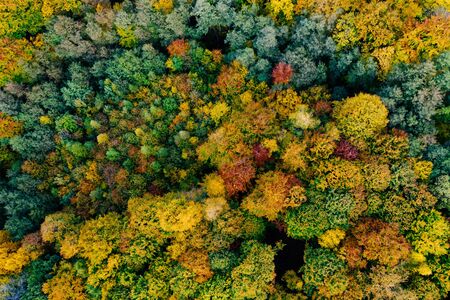 Colorful trees at the beginning of autumn seen from a drone.の写真素材