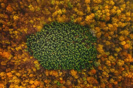 Colorful trees of autumn seen from a drone. Trees planted in the shape of a circle.の写真素材