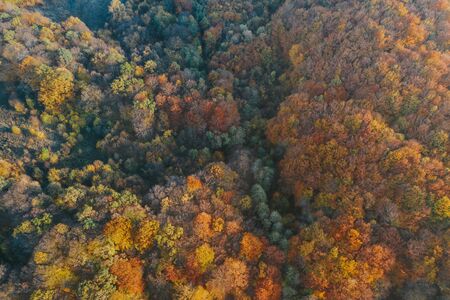 Colorful trees of autumn seen from a drone.の写真素材