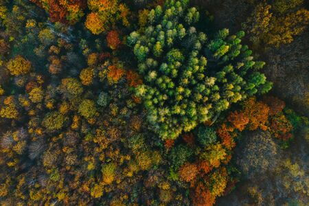 Colorful trees of autumn seen from a drone. Trees planted in the shape of a heart.の写真素材