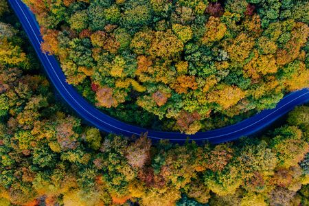 Drone view of a forest and a serpentine road in autumn with colorful treesの写真素材