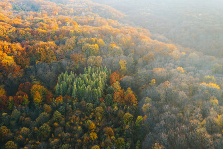 Colorful trees of autumn seen from a drone. Trees planted in the shape of a heart.の写真素材