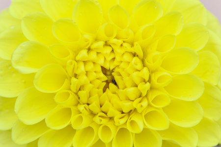 Yellow dahlia flower macro close up background high quality big size printの写真素材