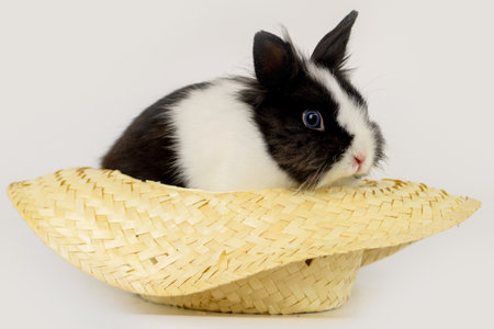 Black and white rabbit in a straw hat on a white background.の写真素材