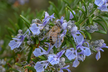 Honey bee collecting pollen from a rosemary flower, close up