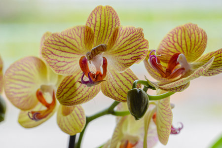 Yellow orchids in the garden, Phalaenopsis.の写真素材