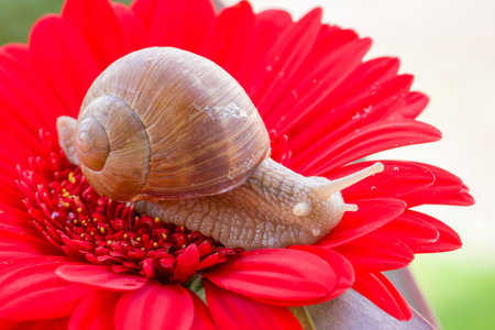 Snail on a red gerbera flower, close up viewの写真素材