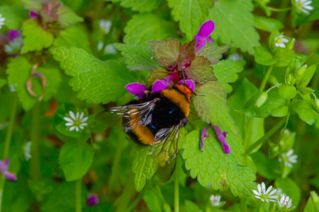 Bumblebee collecting nectar on a purple flower in the gardenの写真素材