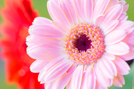 Close up of pink gerbera flower, shallow depth of fieldの写真素材