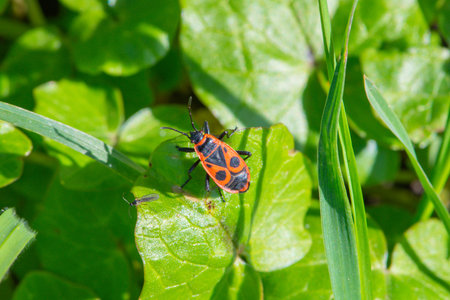 Red and black bug on a green leaf in the garden. Macro
