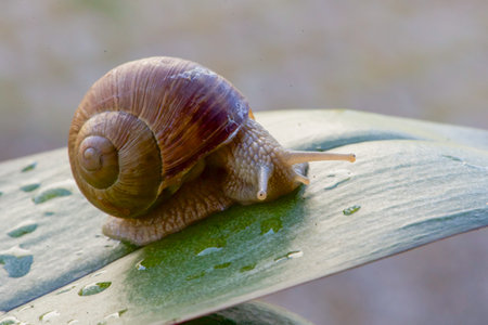 Snail crawling on a green leaf of a plant in the gardenの写真素材