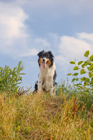 Australian Shepherd dog sitting on a rock in the grass and looking at the cameraの写真素材