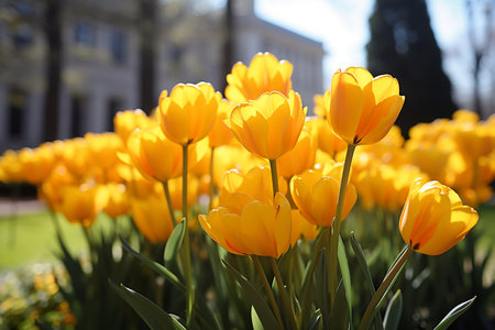 Lots of beautiful tulips in the field, natural background. High quality photoの素材