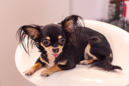 Cute Little Dog Chihuahua Huaの写真素材