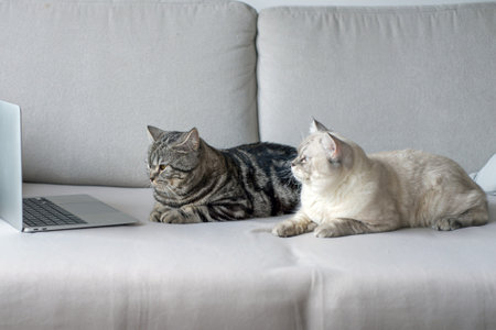 Two cats in the hall on the sofa in front of the screen laptop, concept business, freelancing