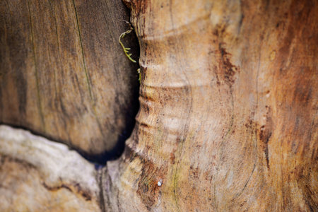 Unusual wood texture in forest, wooden patterned background. High quality photoの写真素材