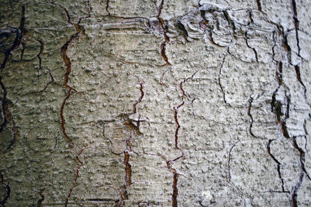 Wooden Texture. High quality photo