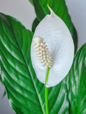 Indoor flower close-up with green leaves and white flowers. High quality photoの写真素材