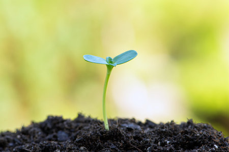 Small Seedling Grows From The Ground, Environmental Protection. High quality photo