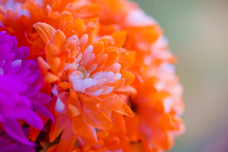 Bright Colors Background With Water Drops,Macro Photo,Petal Texture.soft focusの写真素材
