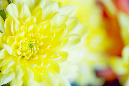 Bright Colors Background With Water Drops,Macro Photo,Petal Texture.soft focusの写真素材