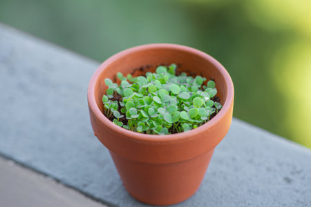 Growing microgreens. Germinating seeds at home. Vegan and healthy food concept. Growing sprouts....