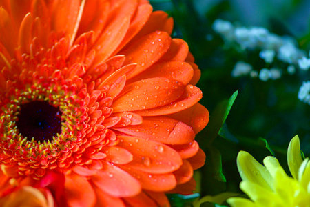 Bright Colors Background With Water Drops,Macro Photo,Petal Texture.soft focusの写真素材