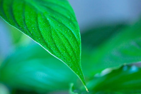 Dew on green leaf. Water drops on green leaf abstract background. Close-up of leaves with dew drops.の写真素材