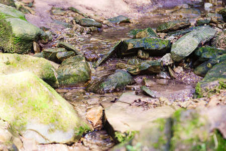 Natural background in the forest, trees, plants and stones. High quality photoの写真素材