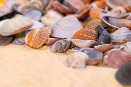 A beautiful collection of seashells scattered across a sandy beach, showcasing nature's marine...