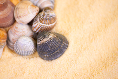 A beautiful collection of vibrant and colorful sea shells scattered across a soft yellow sandy backdropの写真素材