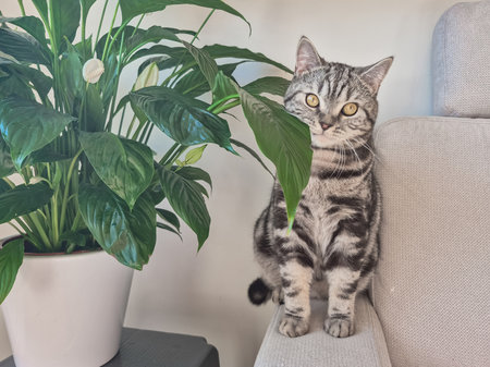 Cute cat in cozy house close-up, portrait near houseplant. High quality photoの写真素材