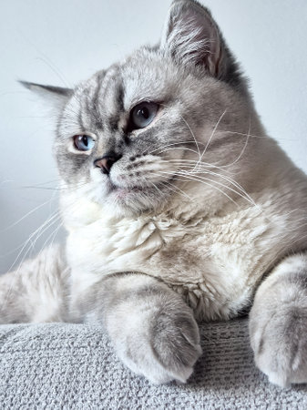 Playful white cat on sofa close-up near houseplants. High quality photoの写真素材