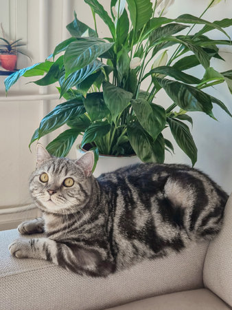 Cute cat in cozy house close-up, portrait near houseplant. High quality photoの写真素材