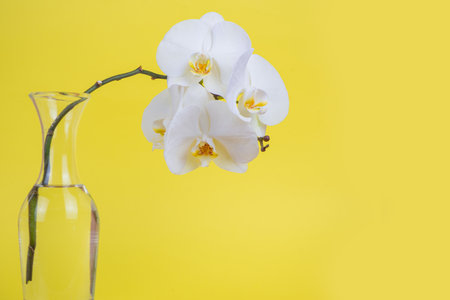 An Elegant White Orchid Showcased in a Clear Vase Set Against a Bright Yellow Backgroundの写真素材