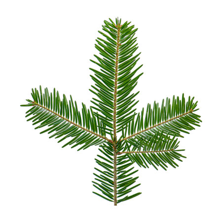 Isolate Christmas tree branches on a transparent background