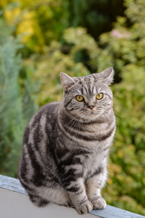 The muzzle of a brown domestic cat. The cat looks up. Yellow-green blurry background with circles. Cat's face close-up. A pet in nature. Bokeh. The village, the park. Summer. High quality photoの写真素材
