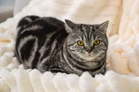 Gray tabby cat lying on a white fluffy blanket close-up. High quality photo
