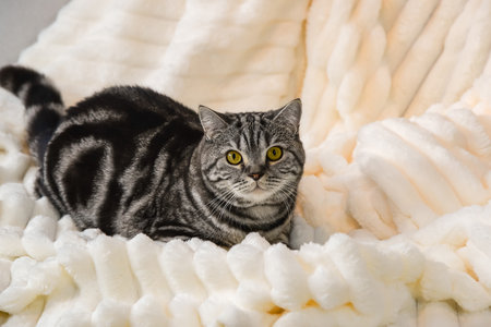 Gray tabby cat lying on a white fluffy blanket close-up. High quality photoの写真素材
