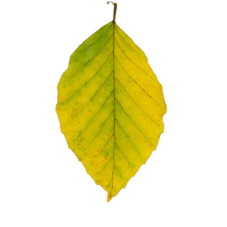 design element, isolate on transparent background. High quality photo
